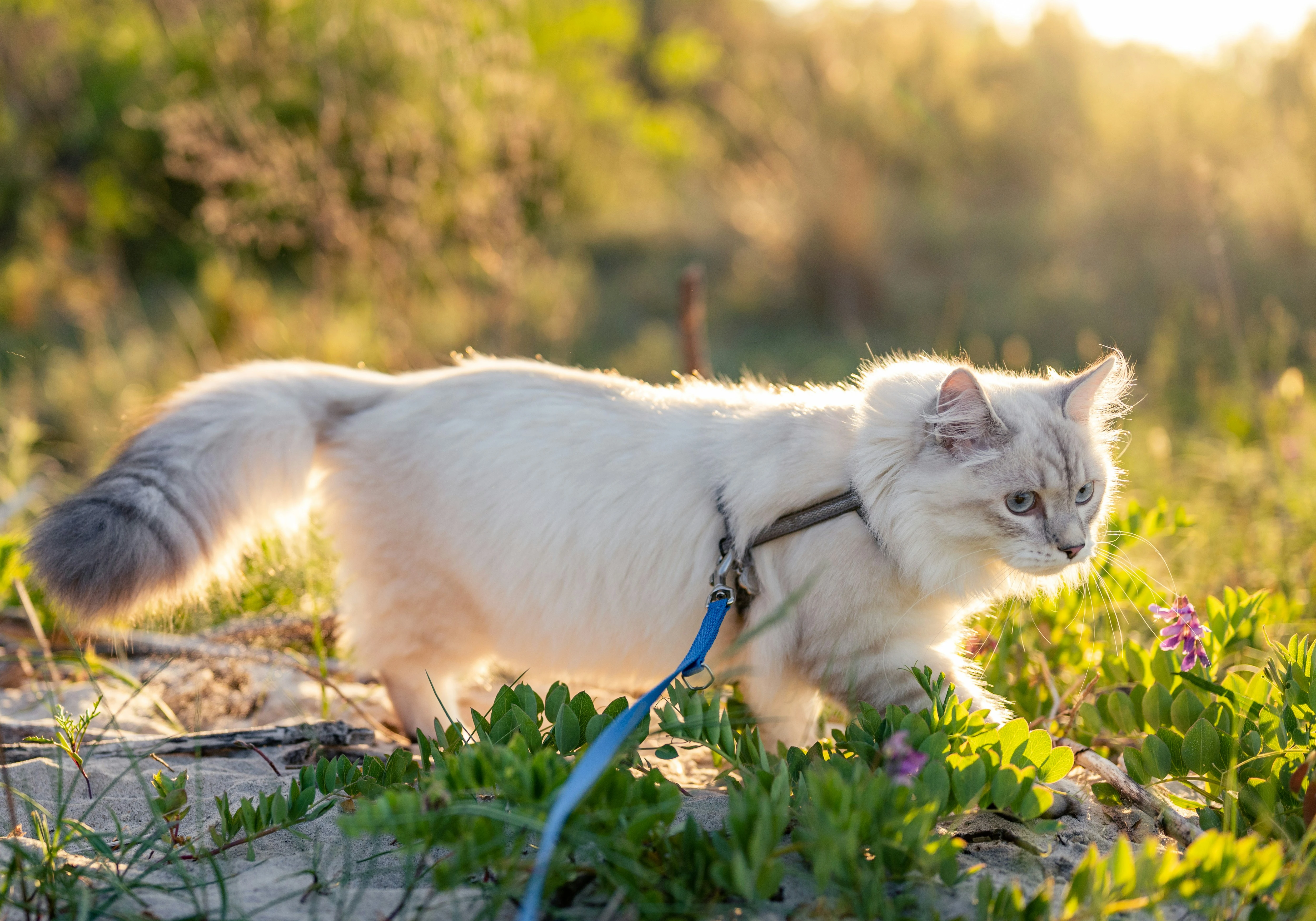 Outdoor cat